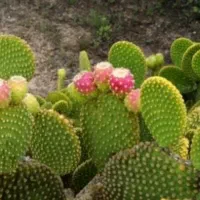 گل کاکتوس جویای کار سبز رنگ کاکتوس