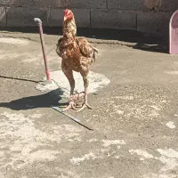 خروس|پرنده|میاندوآب, |دیوار