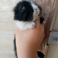 فروش یک عدد خرگوش خارجی