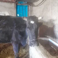 گاو|حیوانات مزرعه|سمیرم, |دیوار