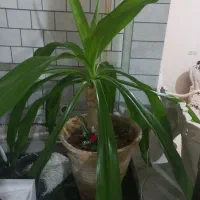 فروش گل|گل و گیاه طبیعی|زرند, |دیوار