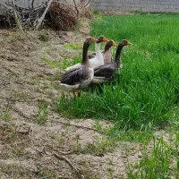 غاز|حیوانات مزرعه|قهدریجان, |دیوار