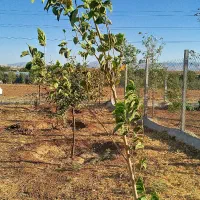 باغ ۱۰۰۰ متری جاده بیستون|فروش زمین و ملک کلنگی|کرمانشاه, |دیوار