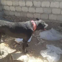 سگ هفت ماهه قهدریجانی