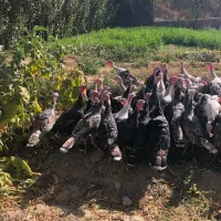 جوجه بوقلمون محلی باکیفیت عالی حدودا ۷ ماهه