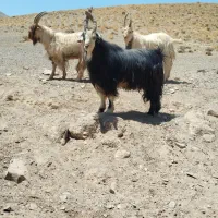 فروش یک جفت دوبر