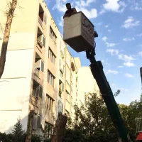 خریدار چوب قطع درخت برش درخت سربرداری هرس کاری