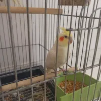 عروس هلندی مولد