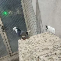 پنج عدد هما سرور درجه یک|پرنده|کمیجان, |دیوار