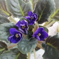 بنفشه آفریقایی گلدار|گل و گیاه طبیعی|چهاردانگه (تهران), |دیوار