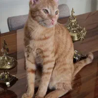 واگذاری گربه