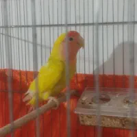 طوطوی برزیلی.کوتوله نر به ضمانت نطفه