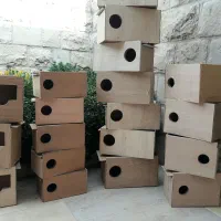 لانه عروس هلندی