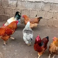 خروس ارگانیک