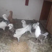 زردوشامی|پرنده|سبزوار, قصبه شرقی|دیوار