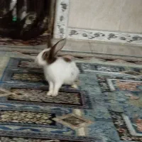 فروش خرگوش|موش و خرگوش|شهریار, شهریار|دیوار