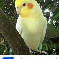 عروس هلندی گمشده