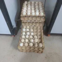 تخم بوقلمون نطفه دار برنز