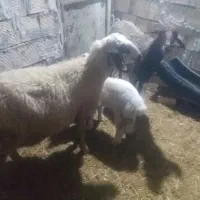 سلام دوعددمیش بره جوان سالم|حیوانات مزرعه|کوهدشت, |دیوار