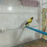 قناری ماده|پرنده|جره و بالاده, |دیوار