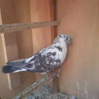 کبوتر|پرنده|رودهن, |دیوار