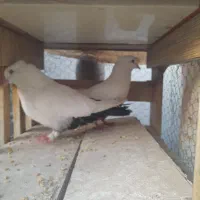 کبوتر دم سیاه