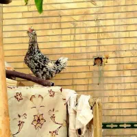 ۴ عدد مرغ گلین طوسی تازه تخم