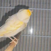 قناری ماده فائو آماده پاکسازی شده|پرنده|بهبهان, |دیوار