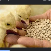 دان مخصوص بوقلمون بیوتی و برنز چ مرغ تخم گذار