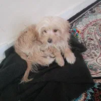 سگ باهوش بازیگوش حرفگوشکن