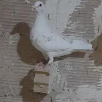 کبوتر شهرستانی