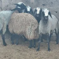 بره قوچ|حیوانات مزرعه|رامند, |دیوار