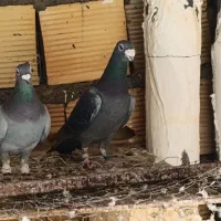 کفتر پلاکی|پرنده|شیراز, کوشک میدان|دیوار