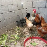 مرغ وخروس