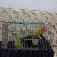 طوطی برزیلی