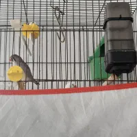 مرغ عشق و فنج