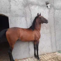 اسب