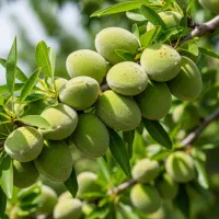 فروش ویژه نهال پسته اصلاح‌شده، سودآوری خیره‌کننده|خدمات باغبانی و درختکاری|شیراز, ریشمک|دیوار