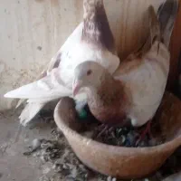 ماده یال و سرور|پرنده|شیراز, کوزه گری|دیوار