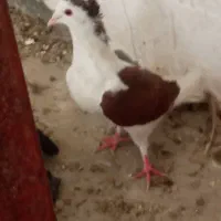 کبوتر کتل نرومادن|پرنده|اصفهان, شهشهان|دیوار