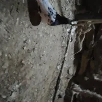 کفتر های رنگه و پرشی