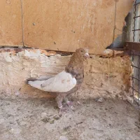 سینه هفرنگ کاکلی نر