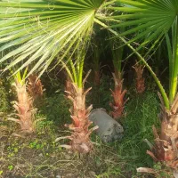 پالم واشنگتن