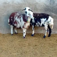 دوتا شیشک و دوتا بره ماده پلنگی|حیوانات مزرعه|بروجرد, |دیوار