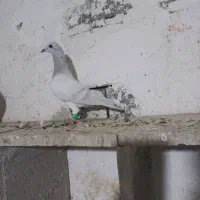 کبوتر کبود پلاکی وارداتی