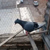 هفرنگ قارا دم سفید|حیوانات|قزوین, |دیوار