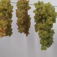 انگور شیرین شیره