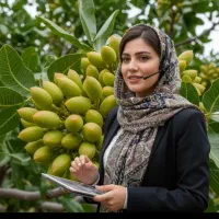 فروش نهال کامکوات گردو بادام سیب سنجد صنوبر فندق