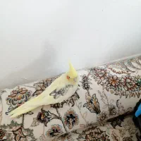عروس هلندی دوکت نر