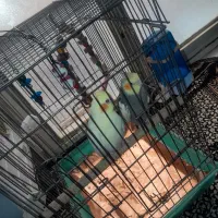 جفت عروس هلندی مولد هستن|پرنده|پاکدشت, پاکدشت (مامازند)|دیوار